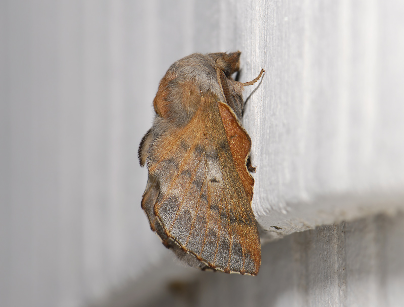 1946   Phyllodesma ilicifolia  4229.jpg