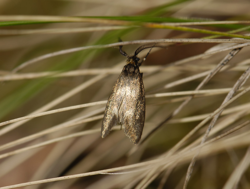 0167   Incurvaria pectinea  4375.jpg