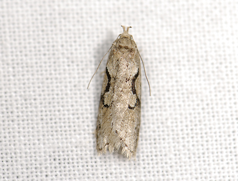 0540   Semioscopis steinkellneriana  4536.jpg