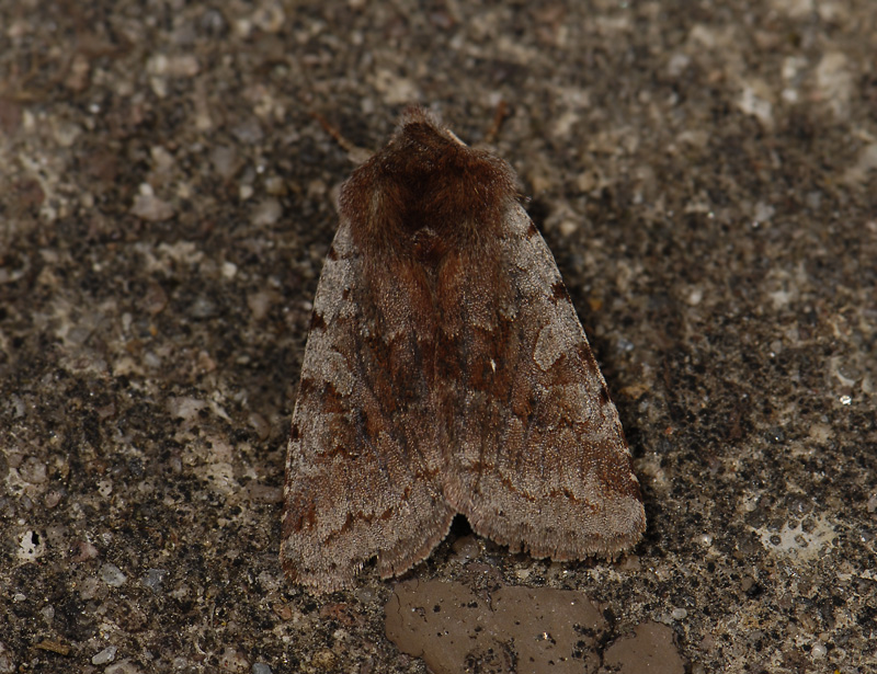 3054   Cerastis rubricosa  4648.jpg