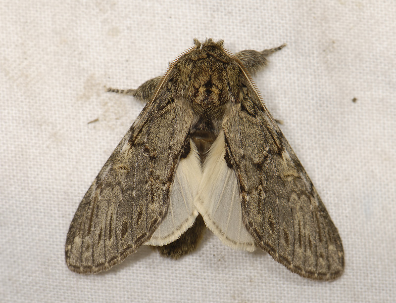 2551   Peridea anceps  4820.jpg