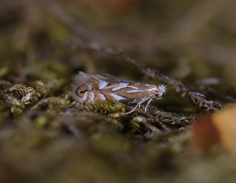 0367   Phyllonorycter maestingella  4948.jpg