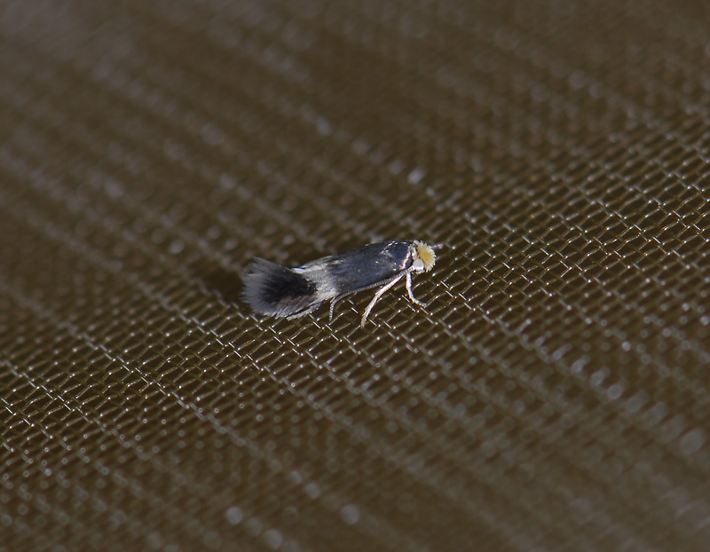 0058   Stigmella tityrella  4998.jpg