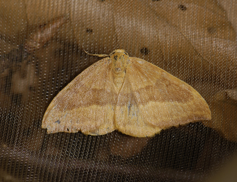 2168   Watsonella cultraria  5003.jpg