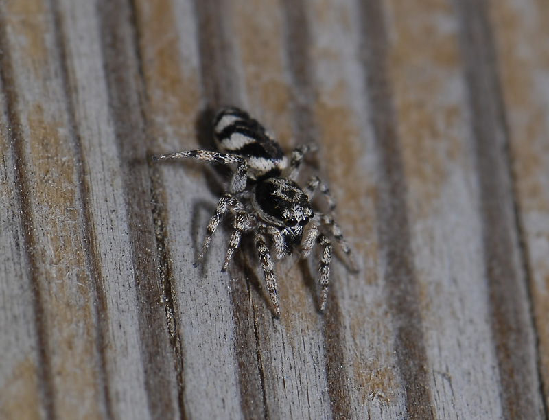 spider  5139.jpg