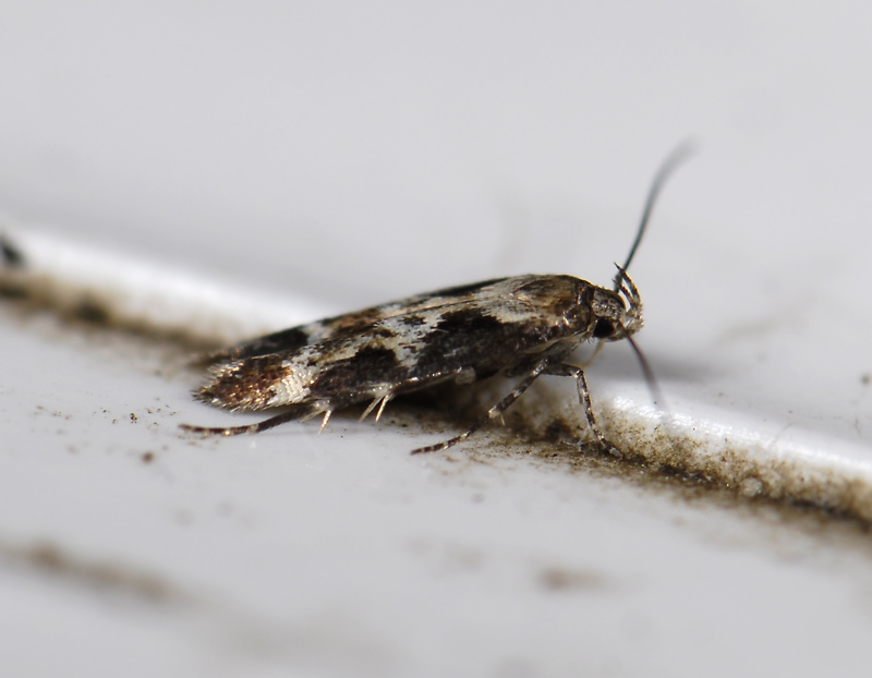 0882   Mompha divisella  5152.jpg