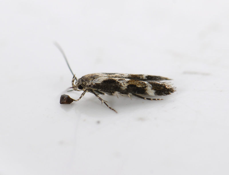 0882   Mompha divisella  5160.jpg