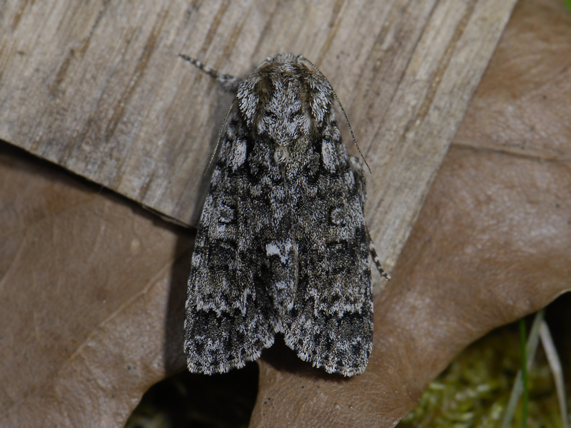 2569   Acronicta rumicis  5234.jpg