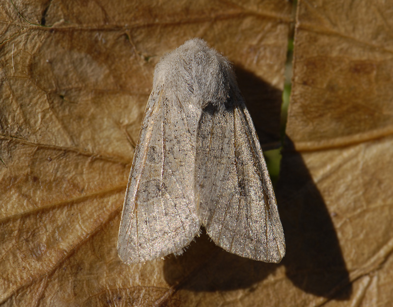 2738   Orthosia gracilis  5242.jpg