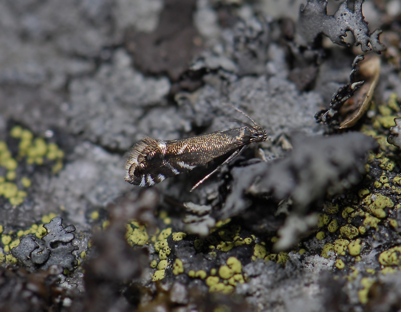 0510   Glyphipterix simplicella  5498.jpg