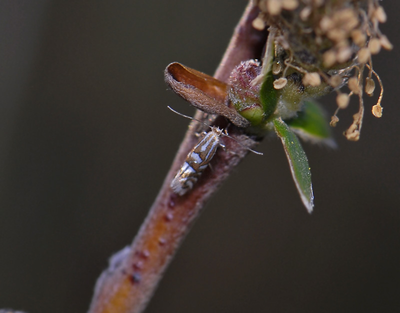 0372   Phyllonorycter quinqueguttella  5553.jpg