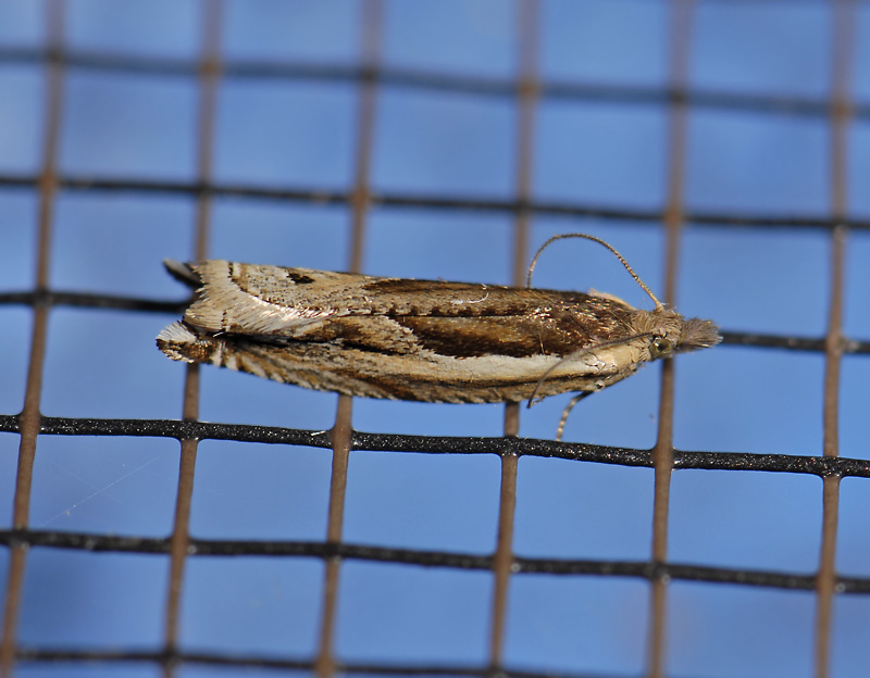 1539   Ancylis apicella  5626.jpg