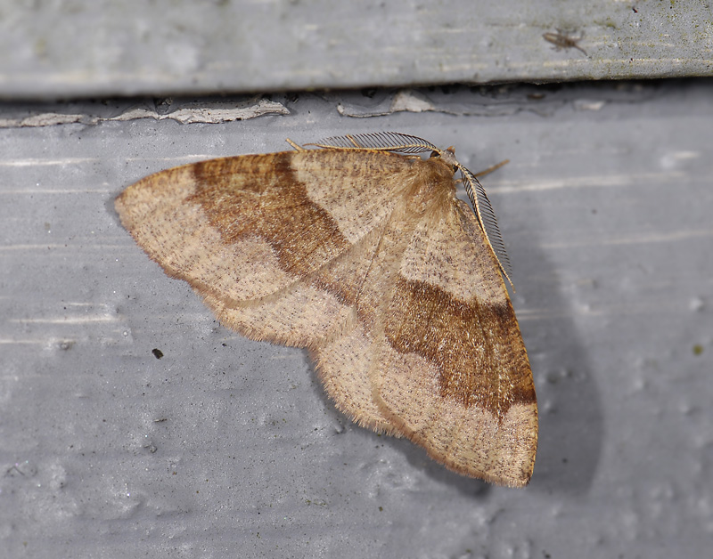 2197   Plagodis pulveraria  6028.jpg