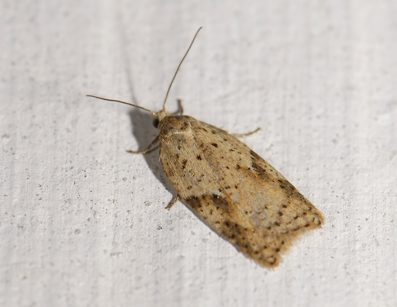 1261   Acleris ferrugana  6132.jpg
