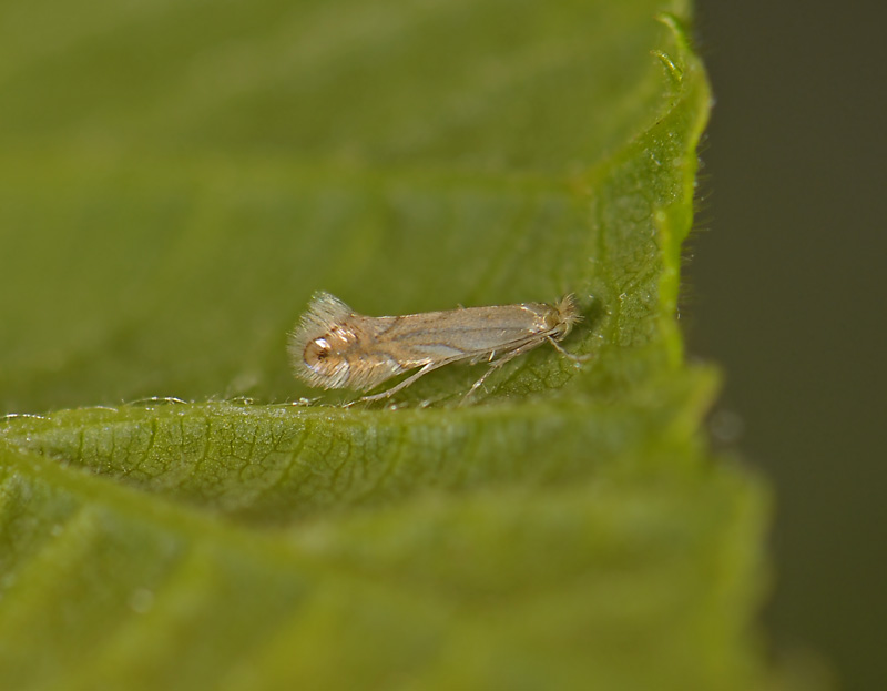 0350   Phyllonorycter quercifoliella  6208.jpg