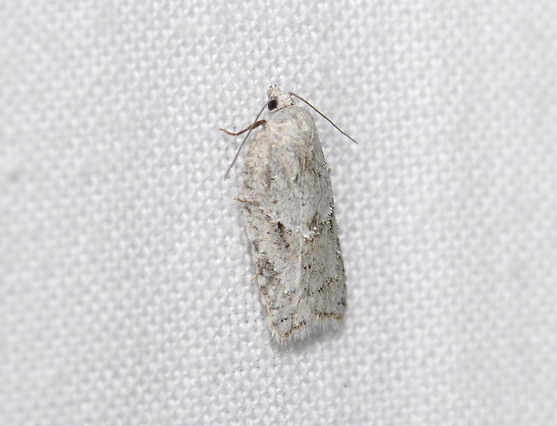 1264   Acleris logiana  6741.jpg