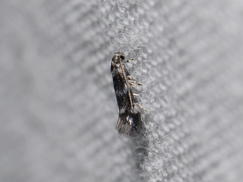 0630   Elachista nobilella  6756.jpg