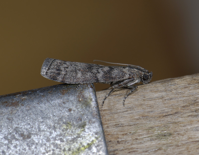 1745  Dioryctria abietella  6788.jpg