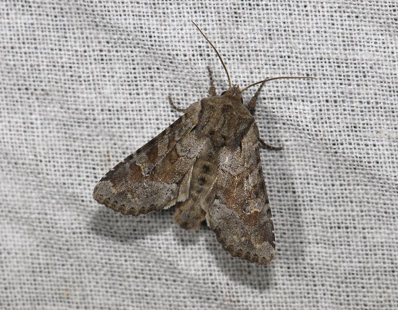 2849   Apamea sordens  6807.jpg