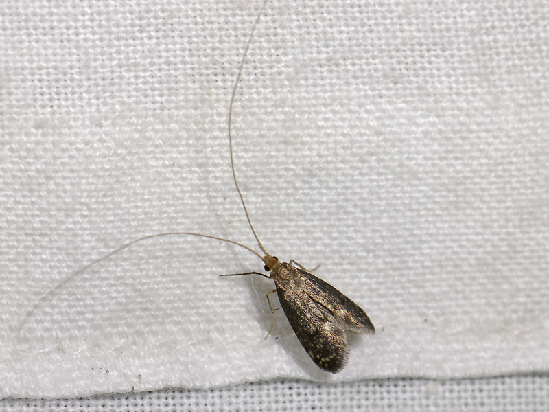 0153   Nematopogon robertella  6815.jpg