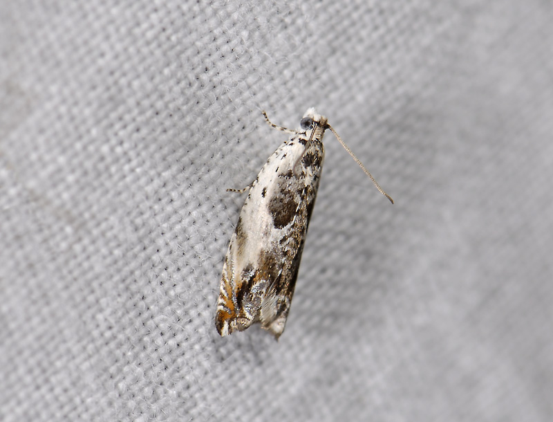 1529   Ancylis laetana  6846.jpg