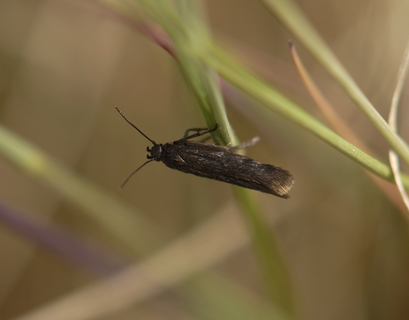 0687   Scythris crypta  6995.jpg