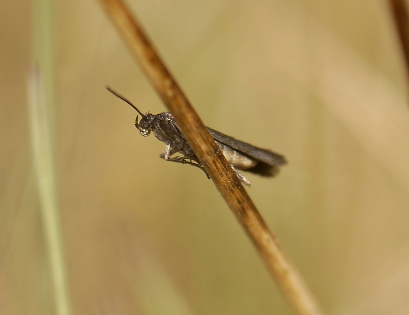 0687   Scythris crypta  6999.jpg