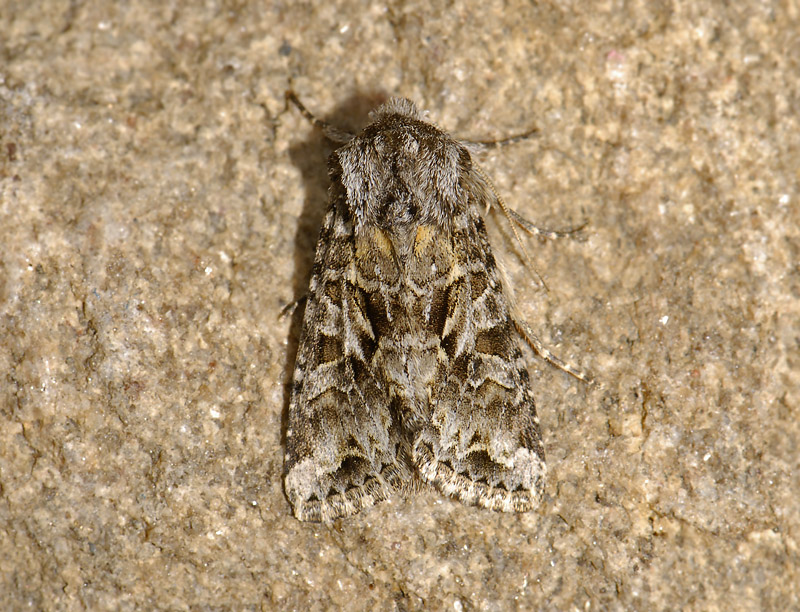 2922   Hada plebeja  7081.jpg