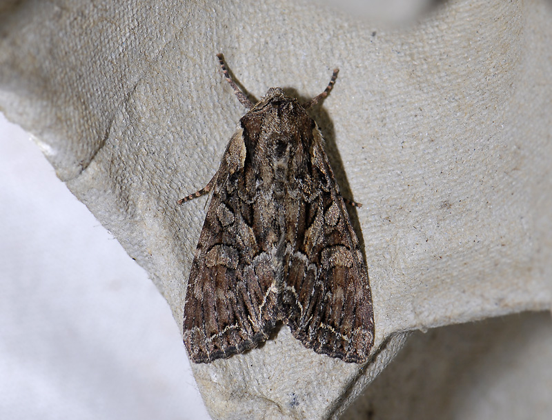 2915   Lacanobia thalassina  7252.jpg