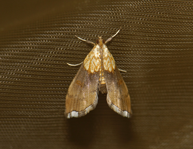 1922   Agrotera nemoralis  7471.jpg
