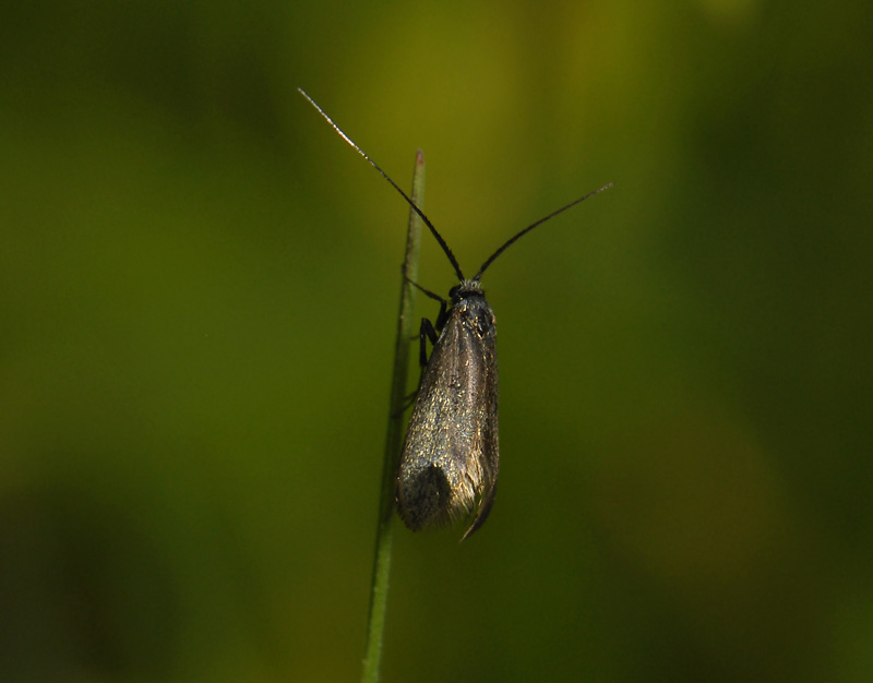 0140   Adela reaumurella  7452.jpg