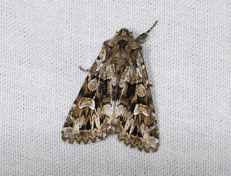 2911   Pachetra sagittigera  7817.jpg