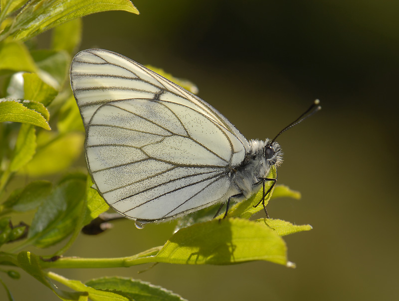 2019   Aporia crataegi  7935.jpg
