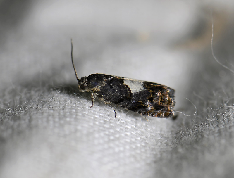 1587   Pammene ignorata  8062.jpg
