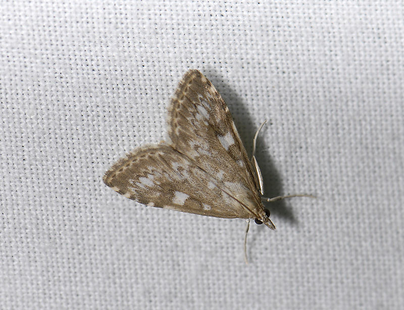 1885   Udea olivalis  8065.jpg