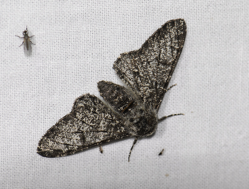 2226   Biston betularia  8108.jpg