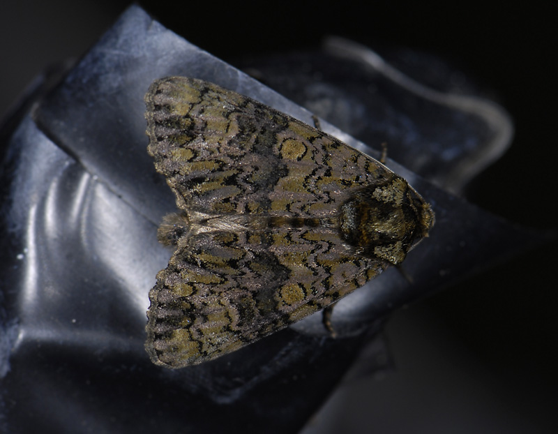 2570   Craniophora ligustri  8190.jpg