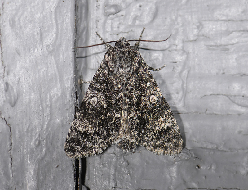 2564   Acronicta megacephala  8177.jpg
