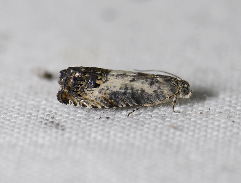 1584   Pammene fasciana  8166.jpg