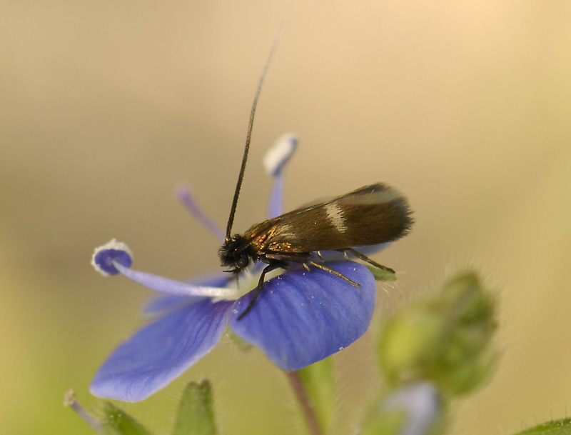 0144   Cauchas fibulella  8346.jpg