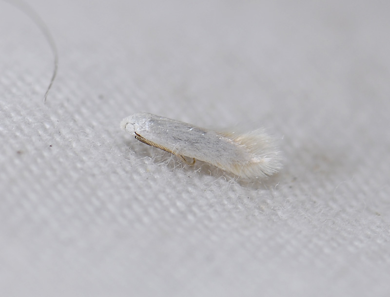 0122   Opostega salaciella  8256.jpg