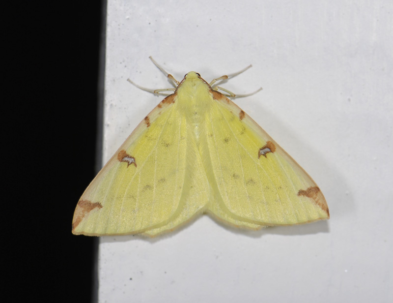 2200   Opisthograptis luteolata  8399.jpg