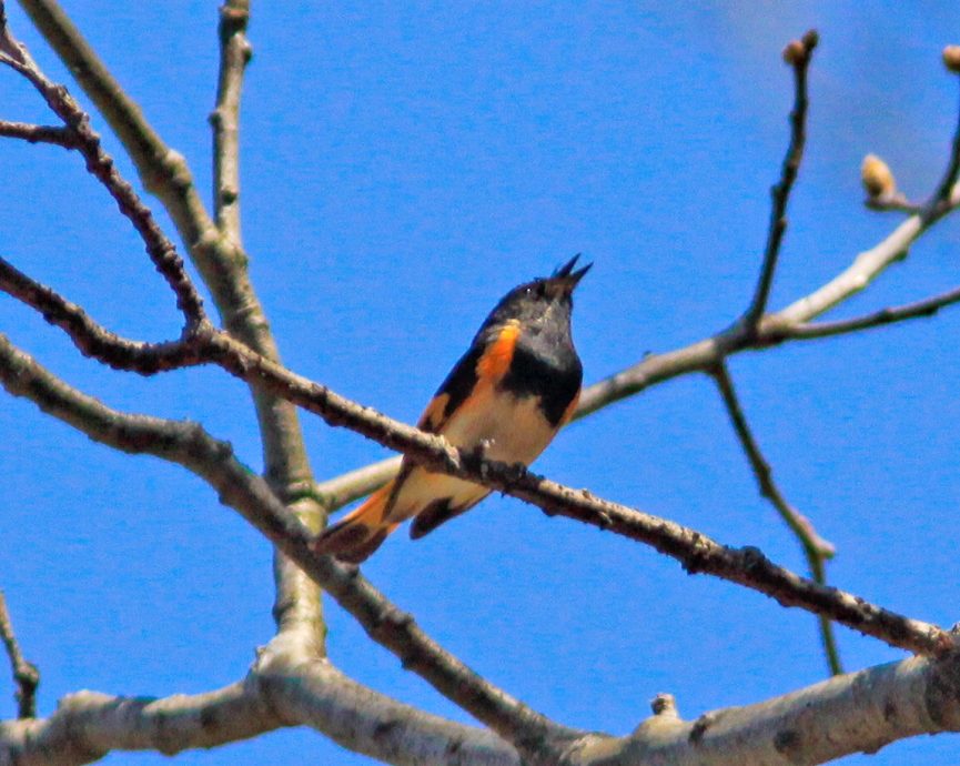 American Redstart along Blue Ridge Parkway VA