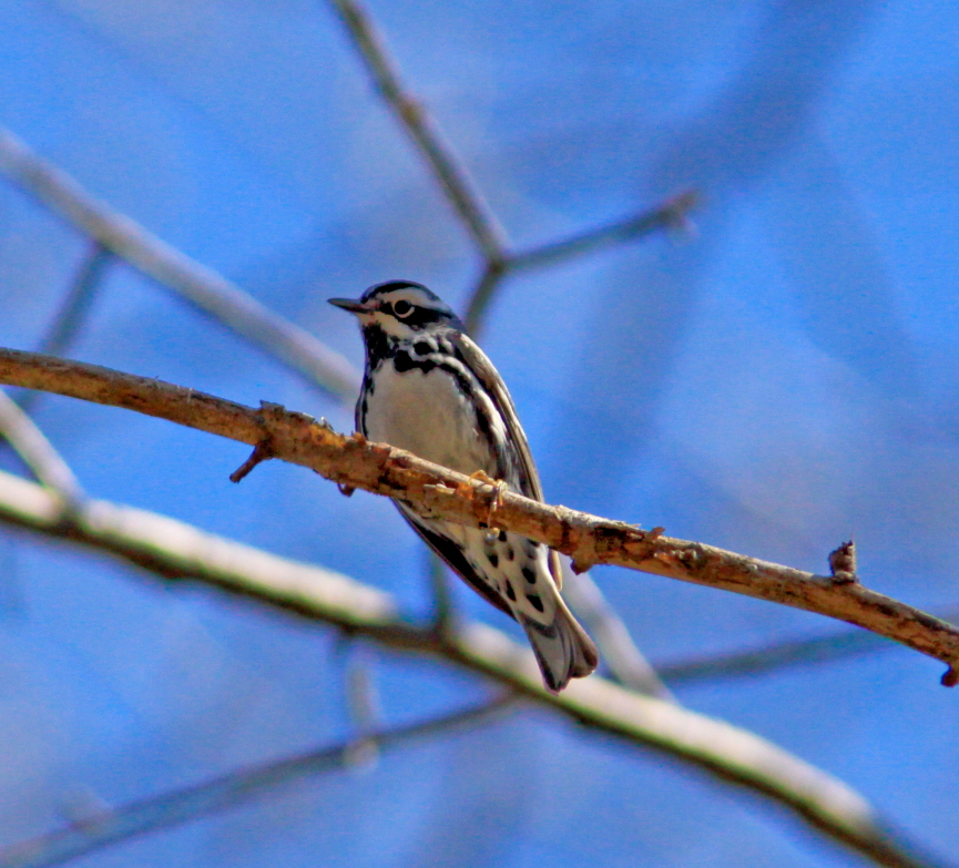 Black and white Warbler along Blue Ridge Parkway VA