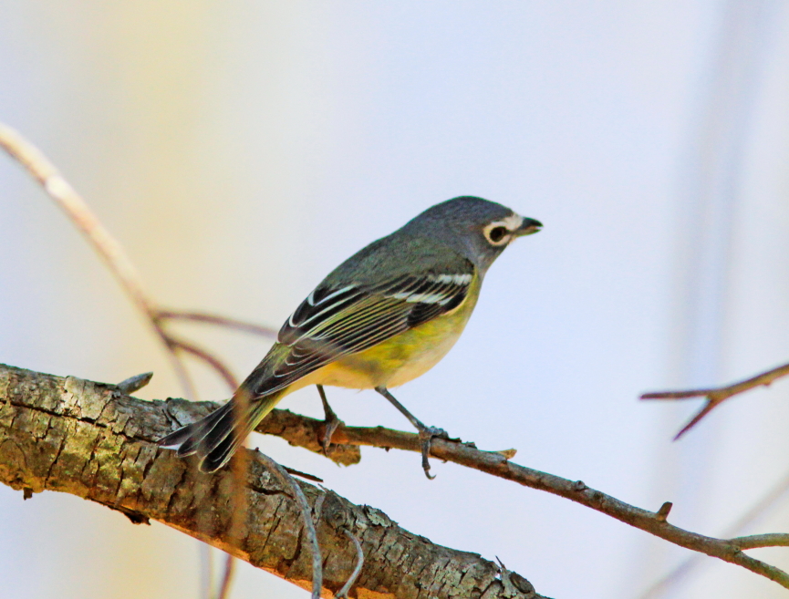 Blue-headed Vireo along Blue Ridge Parkway VA