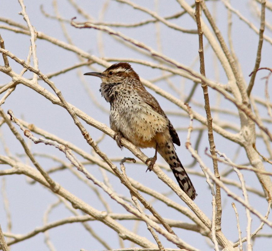 Cactus Wren in Joshua Tree NP CA