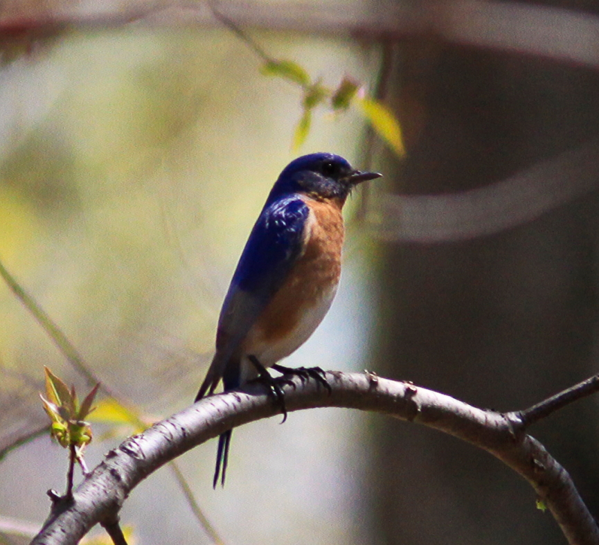Eastern Bluebird at Peaks of Otter, VA