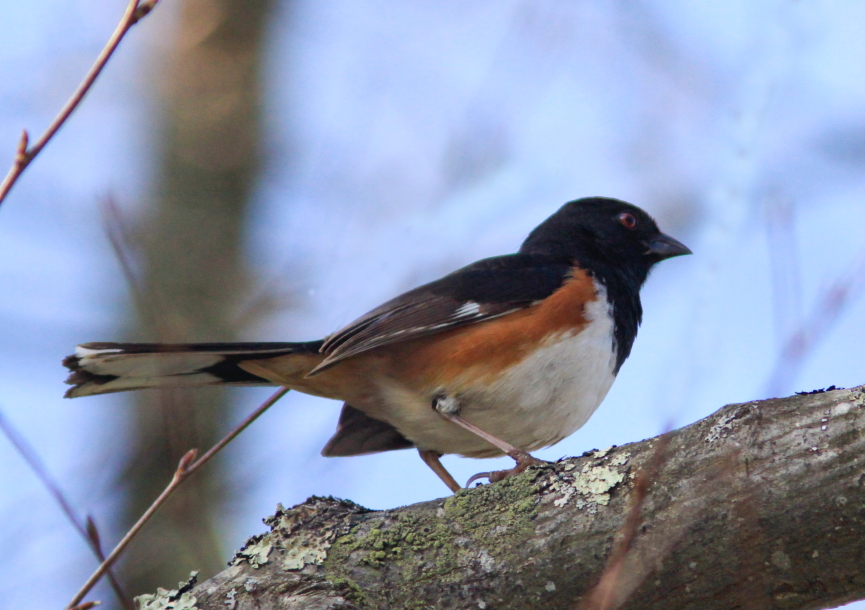 Eastern Towhee along Blue Ridge Parkway Va