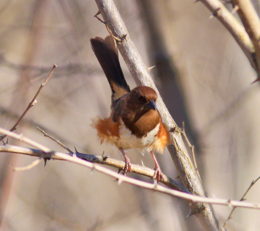 Eastern Towhee in the Blue Ridge Mts. VA