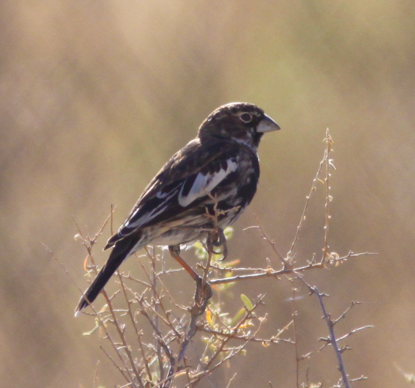 Lark Bunting at Deming Cemetery NM